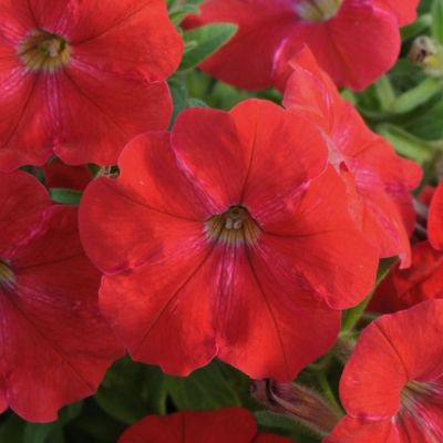 Петуния Альпетуния Ред Вельвет - Dolina-Sad.Ru