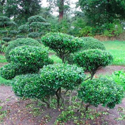 Падуб городчатый Ротундифолиа Падуб городчатый Ротундифолиа - Dolina-Sad.Ru