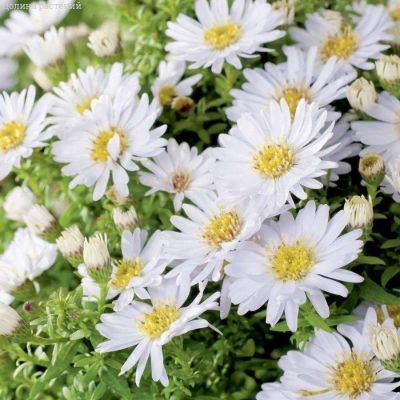 Астра кустарниковая Шнеекисен - Dolina-Sad.Ru