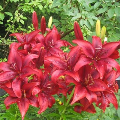 Лилия Ред Хайленд Лилия Ред Хайленд - Dolina-Sad.Ru