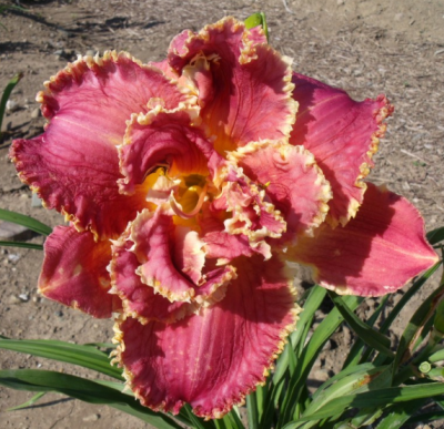 Лилейник Венециан Фриндж Лилейник Венециан Фриндж фото