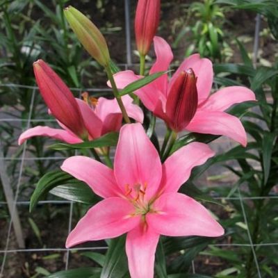 Лилия Индиан Саммерсет - Dolina-Sad.Ru