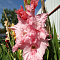 Гладиолус Самара фото