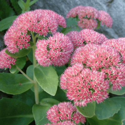 Седум гибридный Аутумн Джой фото