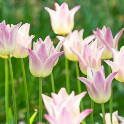 Тюльпан Элегант Леди Тюльпан Элегант Леди фото