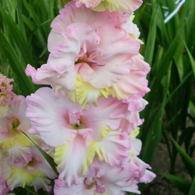 Гладиолус Владивосток Гладиолус Владивосток - Dolina-Sad.Ru