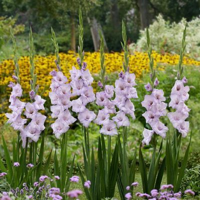 Гладиолус Тропик Блю Гладиолус Тропик Блю - Dolina-Sad.Ru